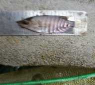 Benih Ikan Gurami Hitam Ukuran (3-5 cm)