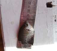 Benih Ikan Gurami Ukuran (5-8 cm)