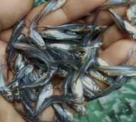 Benih Ikan Patin Siam Ukuran (1-3 cm)