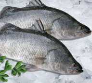Ikan Kakap Murni
