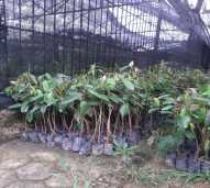 Seedling Buah durian